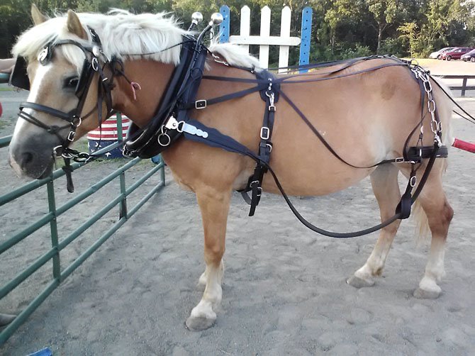 My name is Lucinda (Lucy for short). I'm a Haflinger mare and work at Spirit Open Equestrian. All our volunteers think I'm really cute. I love my job and riders love me 'cause I'm short and it's easy for them to get up on my back. Here I am in harness for the first time. Someday, I hope I can pull a cart and take folks in wheelchairs on drives with me. If you want to be my BFF, just give me a peppermint candy. (Photo taken at lower ring of Frying Pan Park).