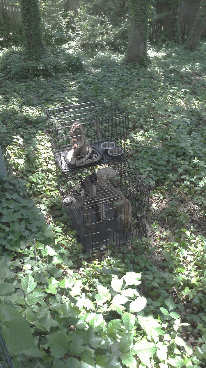 These dogs were left in the hot summer sun without access to adequate shelter or water source in the backyard of an Arlington residence.