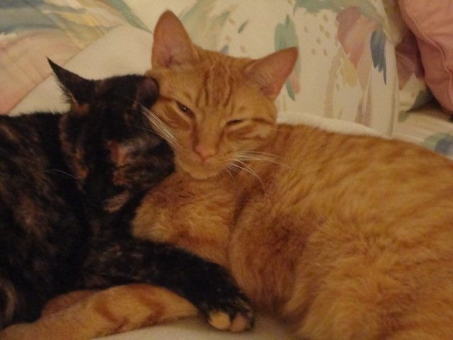 Mimi and John Totten of Clifton submitted a photo of their kittens, Coco and Champ, who “cuddle everyday.”
