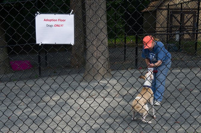 A Fairfax County Animal Shelter volunteer plays with a dog in a play yard designated for dogs that have not been exposed to the upper respiratory infection that has forced the shelter to temporary halt the intake of dogs on July 27.