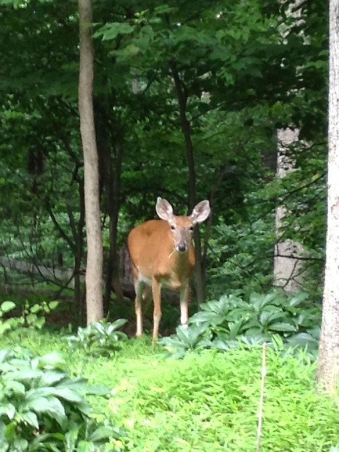 A deer browses under some of Potomac's lush tree canopy. Two new laws would help protect Montgomery County’s tree.