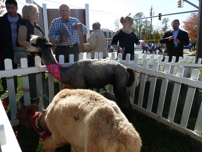 The petting zoo.