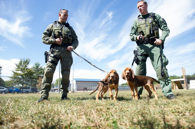 Officer Pete Masood (left) and Kevin Clarke show off the newest members of the Fairfax County Police K9 unit, Bolt (left) and Sy, 14-week-old bloodhounds that the two handlers will train to be tracking dogs for the unit.
