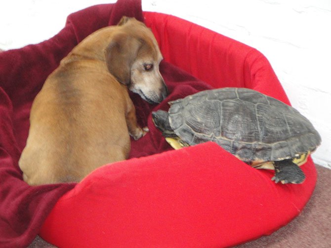 “I‘m not so sure I need company,” Salime, one of the Crook‘s three dachshunds, seems to be thinking, as Turtzi makes her way into the dog bed. Salime is Italian for one sausage.