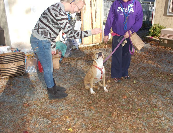 The holidays will be a little brighter for shelter pets, thanks to the efforts of Felicia Norman, owner of Walking The Dogs (www.walkingdogsva.com), a local dog walking and pet sitting company. 