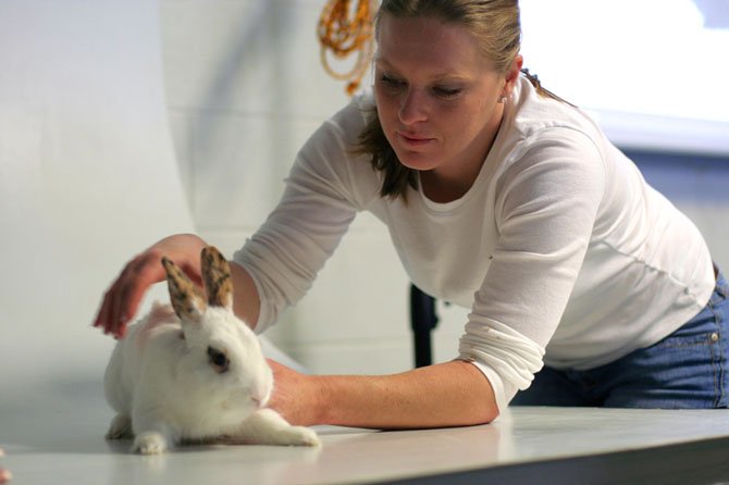 Rani Hart, a volunteer at the Fairfax County Animal Shelter, "wrangles" a rabbit during a photo workshop on Feb. 23.  

