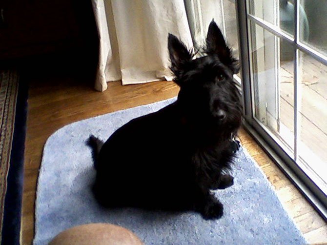 Pepper at our backdoor waiting to chase squirrels in our backyard
— Bob Strange, Fairfax Station 