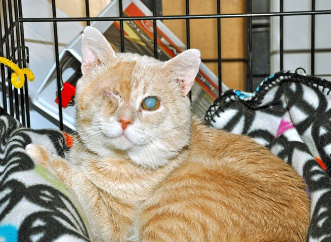 In the midst of record cold temperatures in February, Arrow, was found wandering near Ballston Mall. After being brought to AWLA by an area resident, it was determined Arrow was blind, with his right eye shrunken and a dilated pupil and lens opacity in his left.  The results of his x-rays showed Arrow had at least 20 BB gun rounds or shotgun shell fragments in his head and more than 80 throughout his body. Arrow has recovered from surgery. His painful right eye has been removed and while his left eye remains, the retina is completely detached and has a cataract. He was adopted Friday, March 7. After hearing of Arrow’s ordeal, 9Lives cat food offered to donate a month supply of food to the shelter in Arrow’s honor.