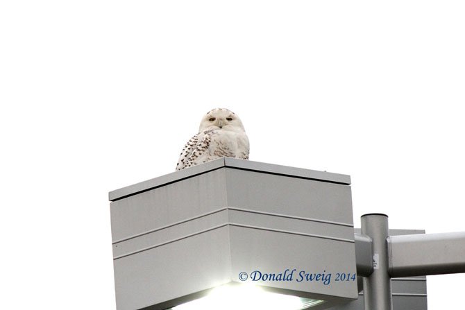 A Snowy Owl settled on top of a parking lot light near Springfield Mall, where it delighted onlookers for several weeks last month.