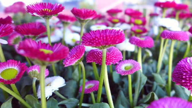 English daisies add bright bursts of color to spring gardens.