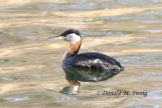 A Red-necked Grebe, remarkable in breeding plumage, photographed in the Potomac River at Riley’s Lock on Saturday, March 8.
