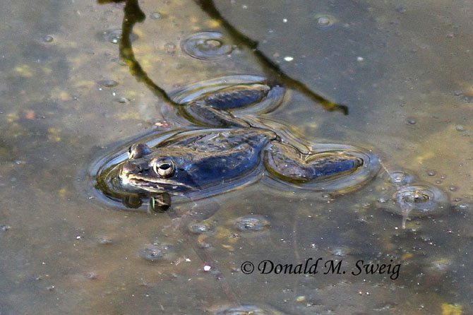 Wood frog in vernal pool near Riley’s Lock in Potomac.
