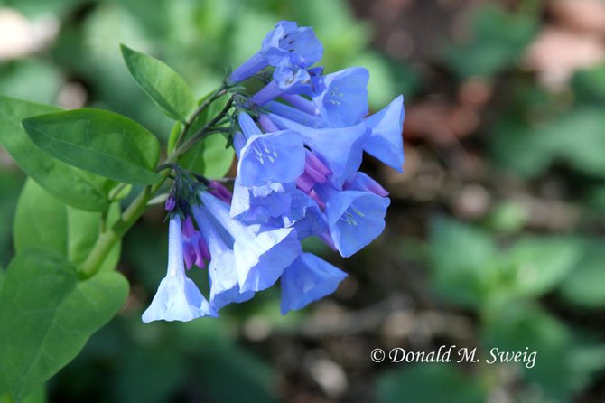 Classic Virginia Bluebells in full bloom. There are many local places to enjoy these native Virginia wildflowers, including Riverbend Park in Great Falls, Bull Run Park in Centreville and the C&O National HIstorical Park in Potomac.  