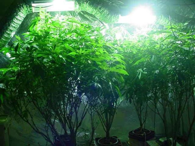 Marijuana plants. 
