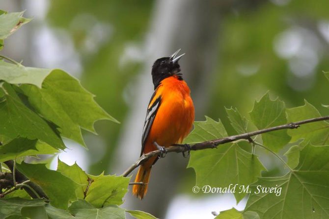 A male Baltimore Oriole, the state bird of Maryland.