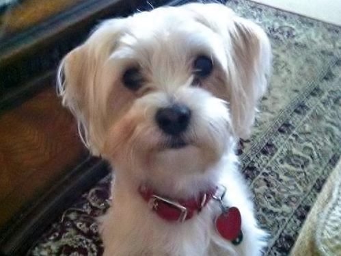 Oscar, a nine-pound Morkie terrier, died in early April after being attacked by a pit bull.