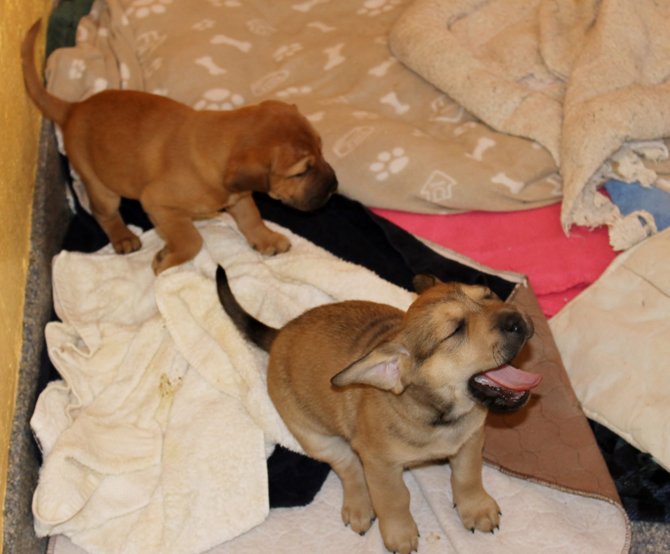 The new Homeward Trails adoption center in Fairfax Station has its own rooms for puppies like this one.