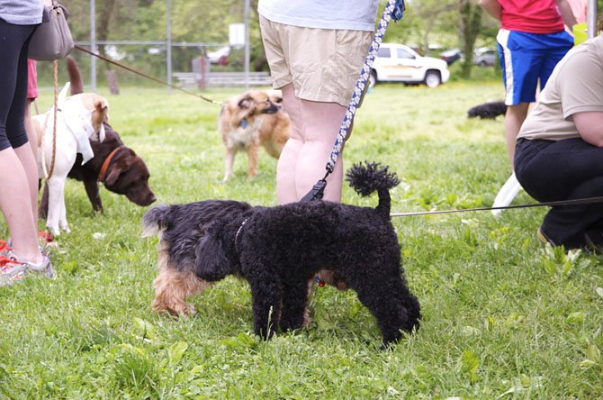 Scene of the day: Plenty of dogs interacting in the park. 
