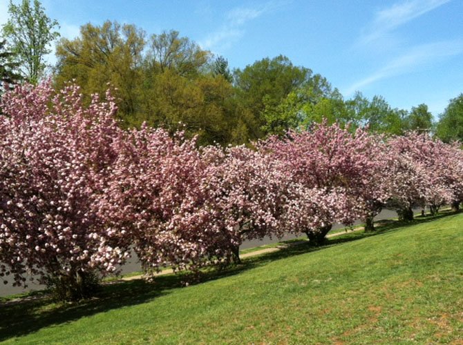 The cherry blossom trees lining the Williamsburg Middle School campus in full bloom.
