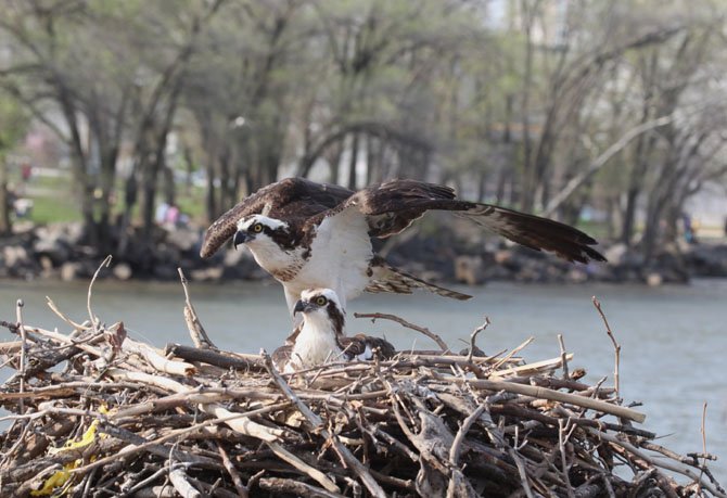 Visitors to the Schooner Virginia in April got an extra treat — in addition to seeing and exploring a beautiful sailing ship — from its bow they could get close to a pair of Ospreys.