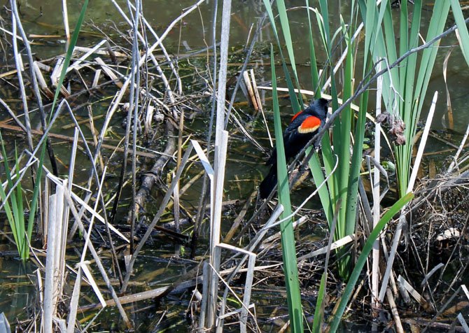 Visitors to Huntley Meadows Park can find a variety of wildlife, including birds like this one, when walking on the park’s boardwalk.
