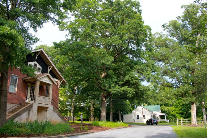 This white oak, about 150 years old, is older than The Grange built in 1929. The White Oak Legacy Program was started to plant a new generation of the trees.