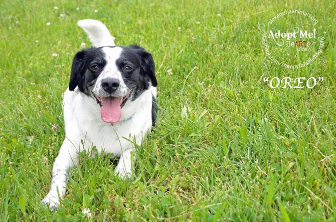 Oreo, a 4-year-old female Border Collie who is available for adoption at the Animal Welfare League of Alexandria, is enjoying the beautiful weather with access to shade and lots of water. 
