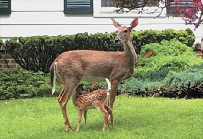 A deer with its fawn stopping by the River Falls neighborhood on Monday, July 14.  
