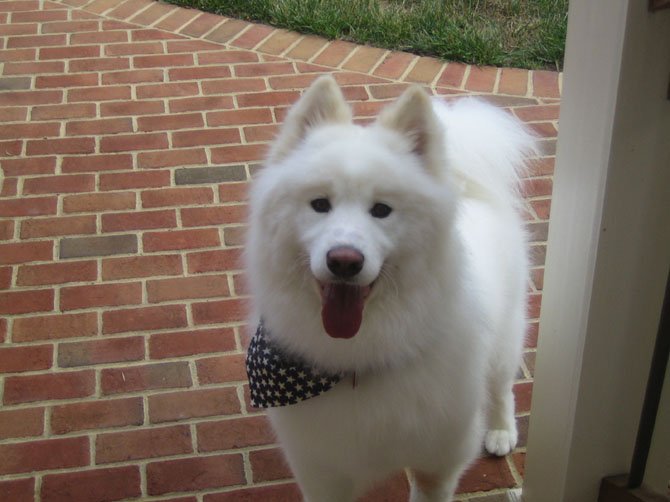 My pet, Sasha, a male Samoyed.