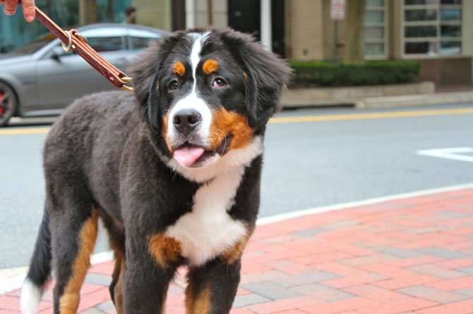 Bodie, a 5 month old Bernese Mountain dog, stops before crossing the street.