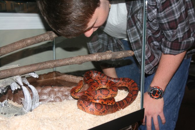 Lewis family friend Daniel Tomlin gazes at Cory the corn snake, as Cory gazes back.
