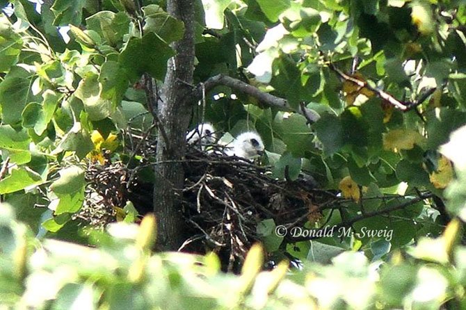 Two Mississippi Kite chicks in a nest high in a tree in Burke. Mississippi Kites are rare in Northern Virginia.
