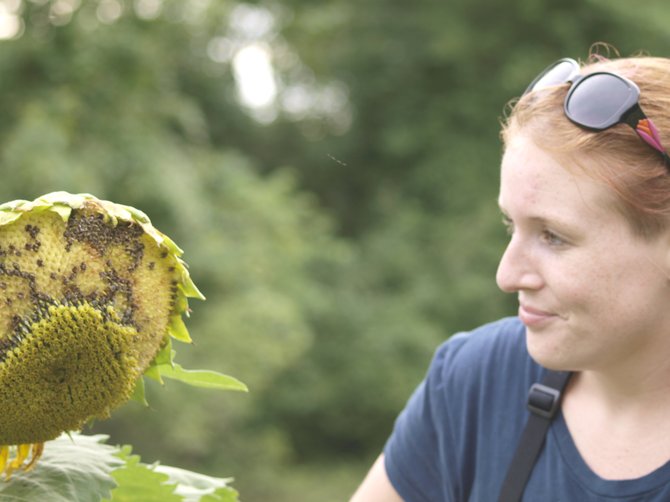 The 25-acres of sunflowers will go to seed, providing food for birds and other creatures. Emma Dixon examines one of the sunflowers.

