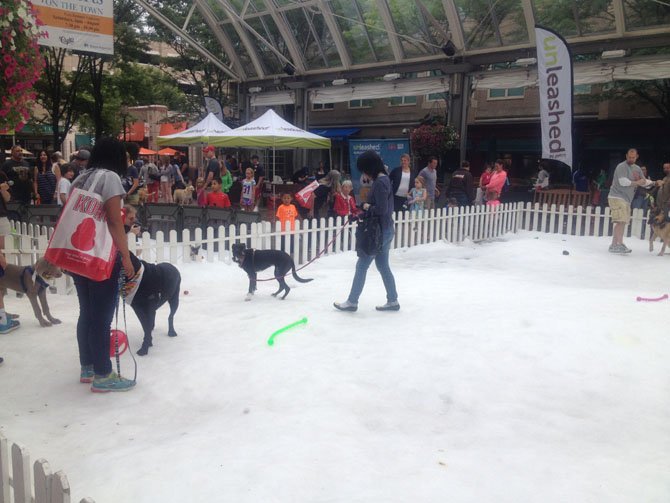 Dogs and owners were able to frolic and play on a patch of snow at Reston Town Center for free thanks to a special snow day event sponsored by Unleashed by Petco in August.