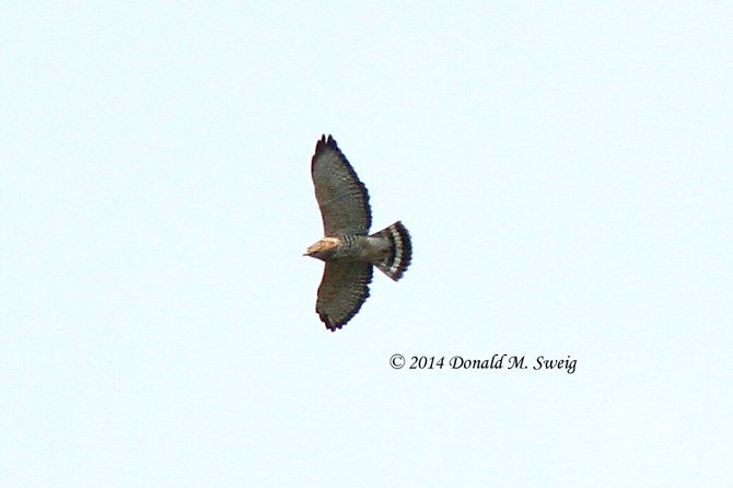 Adult Broad-winged hawk over Great Falls. Notice the wide, white band in the tail and the black edge at the back of the wing. The annual migration of Broad-winged Hawks passes through our area approximately Sept. 12-22.
