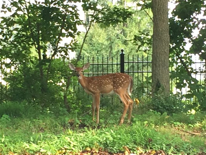 A high density of deer is seen as an ongoing threat to biodiversity and road safety throughout the Fairfax County.
