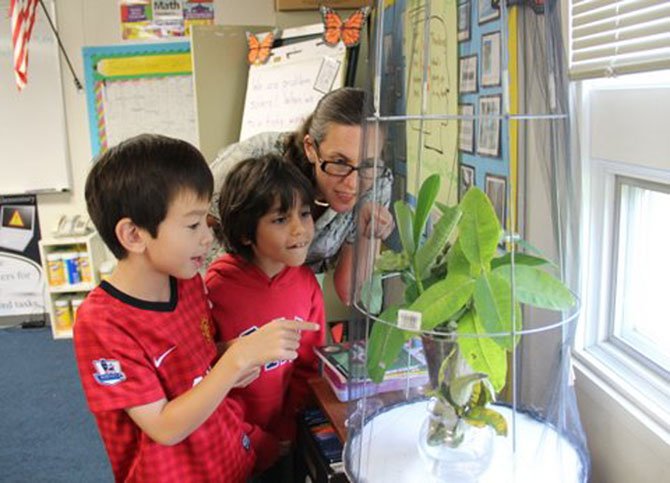 Churchill Road second grade teacher Ms. Cheryl Bamdad shows students Adam Gharieb and Gavin Kelty how to look for monarch caterpillars on the milkweed leaves.
