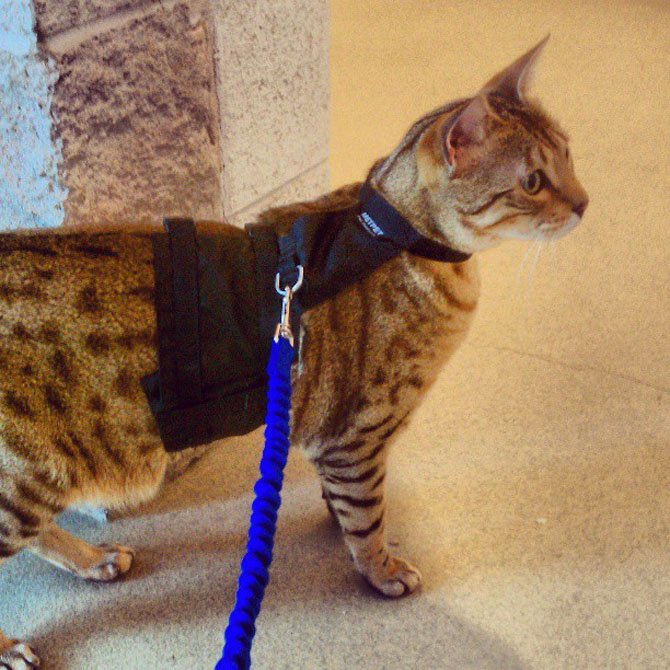 Raja, a cat adopted from AWLA, taking a walk on a harness.