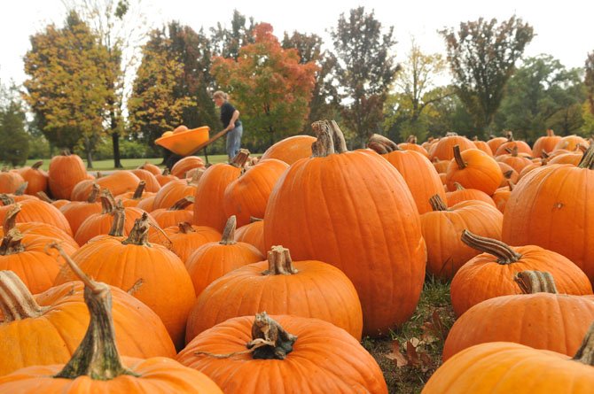 The pumpkins are grown on the Navajo Indian Reservation in New Mexico, and they are distributed and consigned to Immanuel Church-on-the-Hill and over 1,300 other churches of various denominations throughout the nation. These partnerships support over 300 jobs on the reservation, as well the programs of participating churches.