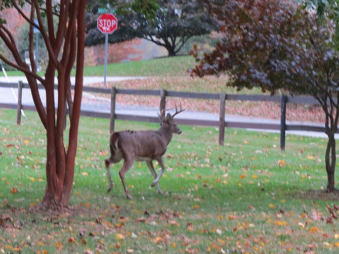 A buck heads toward Brickyard Road, pursuing a doe.