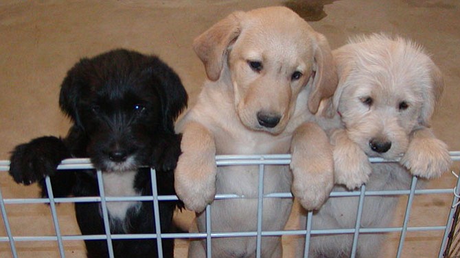 Among the animals that have been adopted is Buddy, in the middle.
