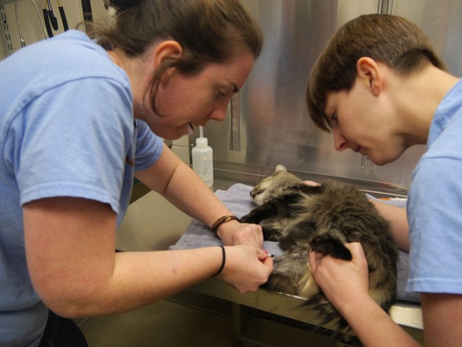 Deidre Seifried takes a blood sample during the intake procedure at the Animal Welfare League of Alexandria Shelter on Eisenhower Avenue while Meg Price helps with the procedure.