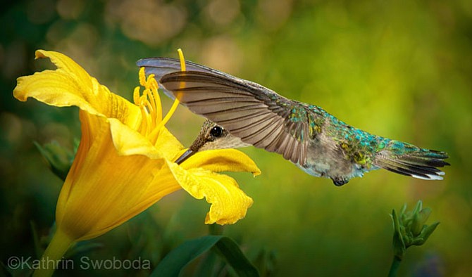 Nature Visions' Best in Show in Fine Art: "Delicate Nectar Gatherer" by Kathrin Swoboda.
