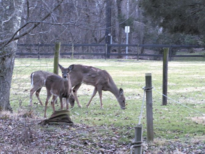 Deer management will be a hot topic for Great Falls this year.