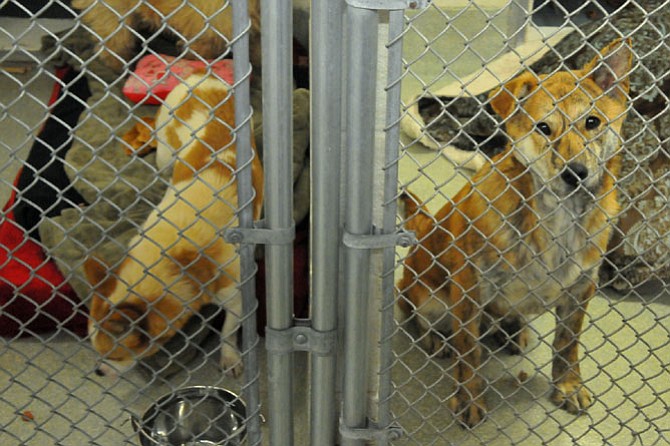 The 12 dogs and puppies along with an additional 13 will be housed in Alexandria and area rescue shelters while they are being evaluated and cared for. 
