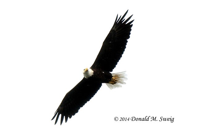 A Bald Eagle in flight over the Potomac River. The eagles have rebuilt their nest in Great Falls. 