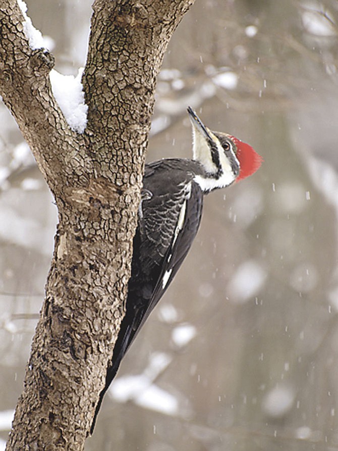 Pileated woodpecker feasts on suet at a Potomac feeder on Tuesday in the snow.
