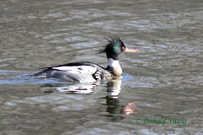 A resplendent male Red-breasted Merganser at Burke Lake.