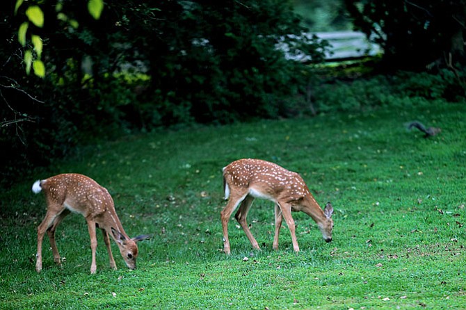 One reason the deer population is out of control is that most does give birth to twins, and sometimes triplets, every year from the time they are one year of age for as many as 10 years. This pair was photographed in Great Falls in the Spring.
