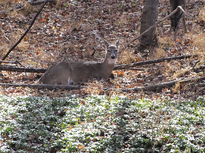 A deer resting in the woods.